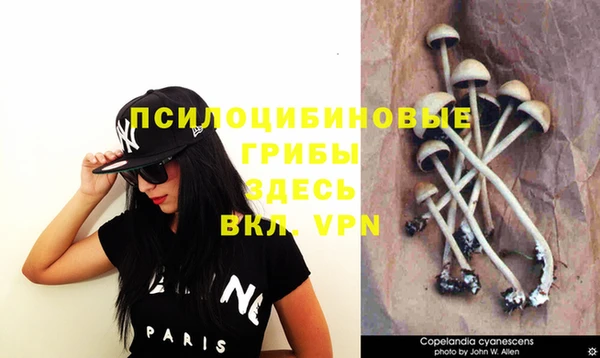 шишки Алзамай